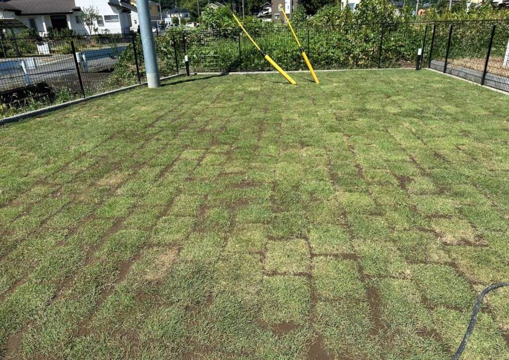 ドッグランに敷かれた天然芝のアップ
