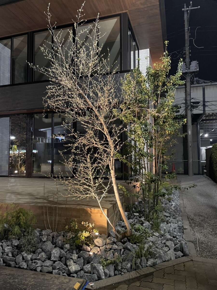 異なる樹形と葉色を楽しめるロックガーデン風植栽